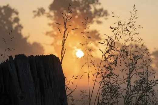 Grasses at sunrise